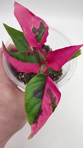 Alternanthera Ficoidea 'party Time' Joseph's Coat Parrot Leaf Calico Plant - Etsy