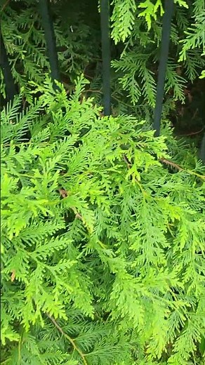 Thuja Green Giant growing through a fence