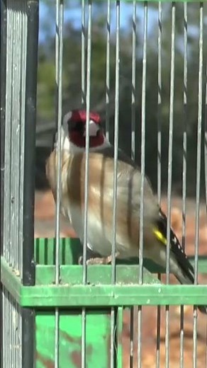 MASTER Goldfinch Singing Call