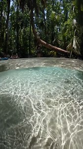 4.4K views · 70 reactions | Winter in Florida. Today's low...63 Degrees Fahrenheit.   #OcalaMarion .  @getupandgorainbowsprings | Ocala/Marion County, Florida | Facebook