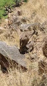 Beautiful Grey Goral With its kid ❤ #shanglawildlife #wildlifeplanet #himalayan #whitemountains #pheasant #wildlifephotographer #naturelovers #himalayansalt #wildlifephotography | Shangla Wildlife