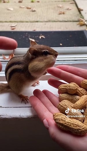 So Cute 🥜 🌰 🐿️ - Funny Chipmunk Video