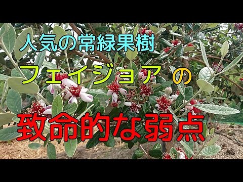 The fatal weakness of the feijoa