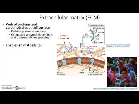 Extracellular matrix