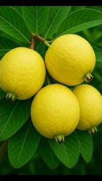Grow Guava Faster with Ginger Method 🍈 (100% Working)#shorts #viral