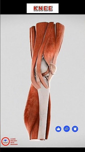 KNEE | Bones and muscles Break down| Animation short