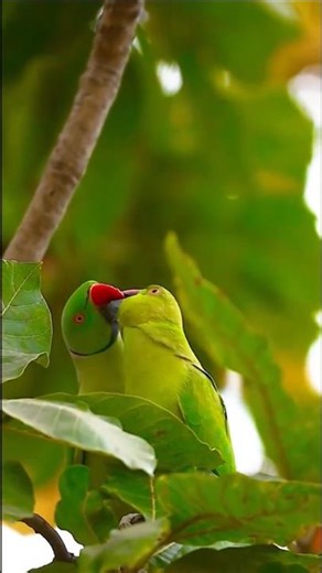 Noora pilichina Palakani || alludu garu vacharu |SP Balu |Sirivenne#Kousalya#mmkeeravani#Sirivennela