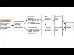 BloodVessels P Mechanisms of Tissue Perfusion