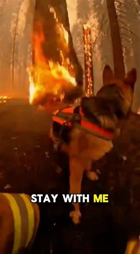 Firefighter rescues cat in forest fire but his dog doesn’t survive…