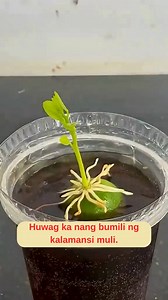 Easy Way to Propagate Calamansi | Seryoso?