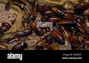 Huge brown cockroaches with big mustaches eat a piece of an apple and crawl on sawdust in an aquarium. Close-up, top view. Lots of pests, disgusting insects. High quality 4k footage