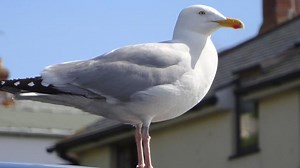 City under attack from seagulls