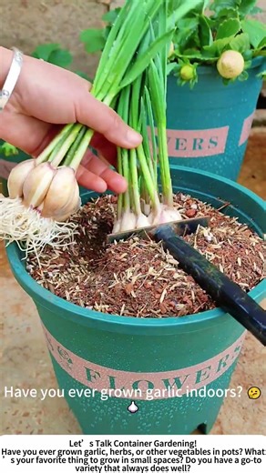 Planting Garlic in a Pot – Fresh Greens Right at Home! 🌱🧄