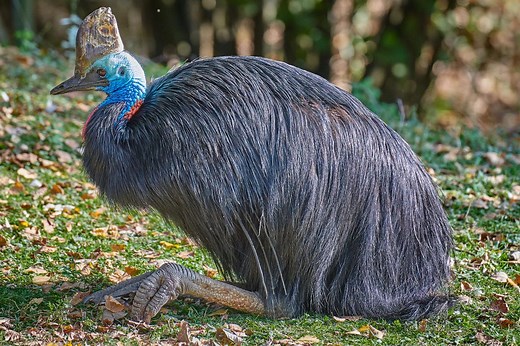 15 weirdest birds on the planet: meet the strangest wonders of the avian world – including one that asks humans for help and another that smells like a cow | Discover Wildlife 11 weirdest birds in the world