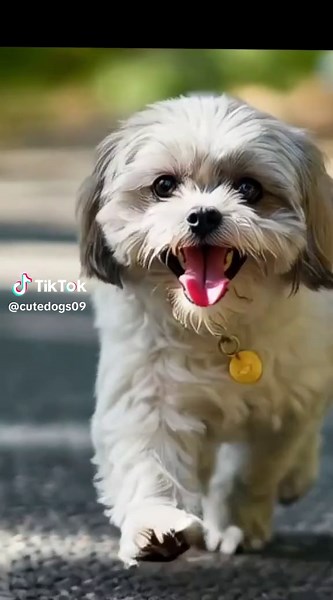 A beautiful little dog running on a street#🥰☺️😜😇👌