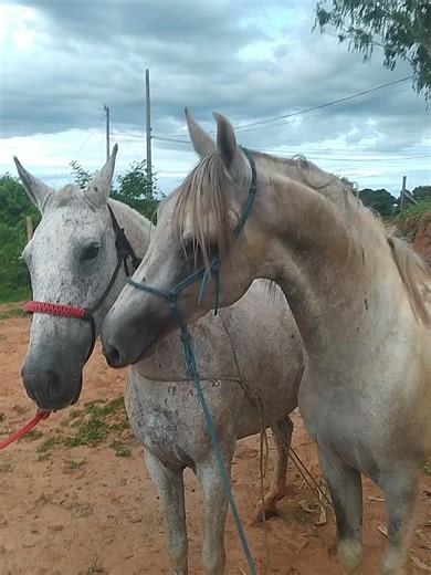 Os vídeos de Sonho sem limite HRG (@sonho.sem.limite.h) com som original - modão_caipira