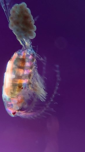 17K views · 244 reactions | This marine crustacean is known as a...