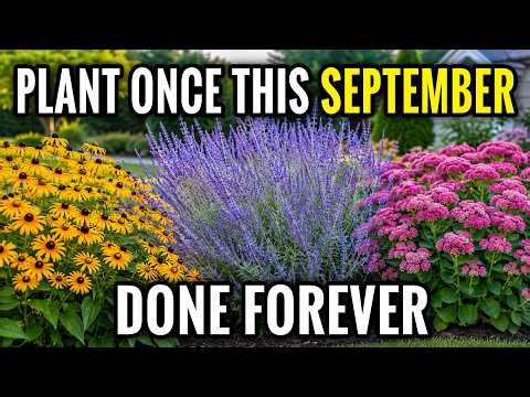 7 No-Dig Perennials for September That Come Back Every Year