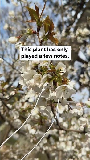 In Kyoto, Japan, we recorded the bioelectric signals of a sakura (cherry blossom) in full bloom