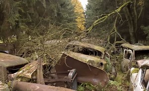 Cette forêt belge abrite plus de 500 voitures abandonnées