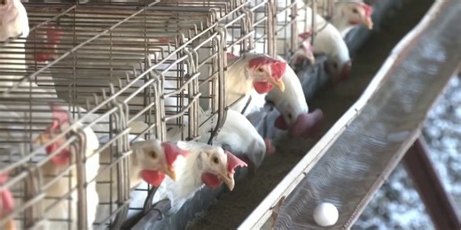 Bird Flu identified in Seneca County