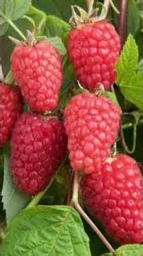 Food Raspberry Fruit #superfoods #dailyhealth #dailyhealth #foodfacts #healthreels #nutrition #ai