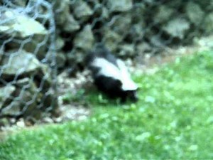Stinky Skunk Running Away-6-30-2011