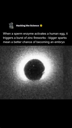 Hacking The Science on Instagram: "Witness the dazzling moment of conception as a fertilized human egg releases billions of zinc atoms in a stunning microscopic "firework" display. This biological flash, known as the zinc spark, occurs just minutes after fertilization, signaling the successful activation of the egg. It’s a breathtaking visual marker of life’s very first chapter, captured through advanced imaging technology.​ This explosion of light is not just beautiful; it plays a critical role