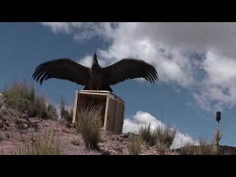 Rescued condor released into the wild