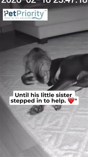 Dog having nightmare until cat does THIS #emotional #shorts