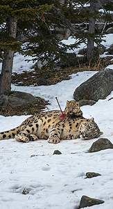 39K views · 732 reactions | Tiny Snow Leopard Cub Saves His Wounded Mother with Old Man's Help! #leopard #rescue #humanity | Blue X Studio Imaginary Animals | Facebook