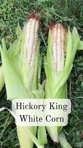 Hickory White is a traditional dent corn prized for grinding into flavorful cornmeal. The tall plants produce large white ears that can be dried and stored, then turned into cornbread, tortillas, or grits. A staple crop with deep roots in American food history, it’s as beautiful in the field as it is useful in the kitchen. #sowrightseeds #heirloomcorn #hickorywhite #growyourownfood #heritagevarieties | Sow Right Seeds | Facebook
