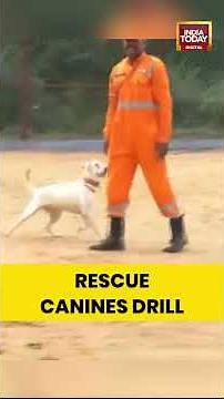 Inside NDRF’s 56-Week Sniffer Dog Training to Save Lives in Disasters and Building Collapses