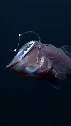 Angler Fish sets the perfect trap...