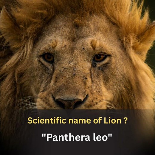 scientific name of lion.