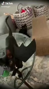 __________________ Instagram wicca 🖤 https://cutt.ly/9dRPJ8o | WICCA