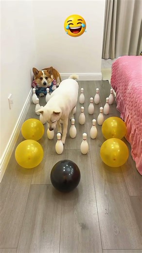 desafio pra cachorro 🐕😂🤣 #viralshort #cachorroengraçado #fypシ゚viral #humorpets