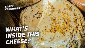 9.8K views · 80 reactions | Would you dare to eat this UNIQUE cheese? 樂 #CrazyCreatures #cheese | Crazy Creatures | Facebook