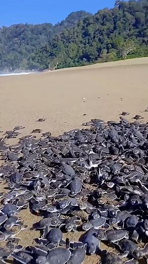 Sea turtles and their babies in the wild 🐢💙🌊 | Animal Stories