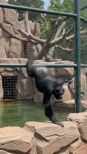 The chimpanzee is climbing ￼