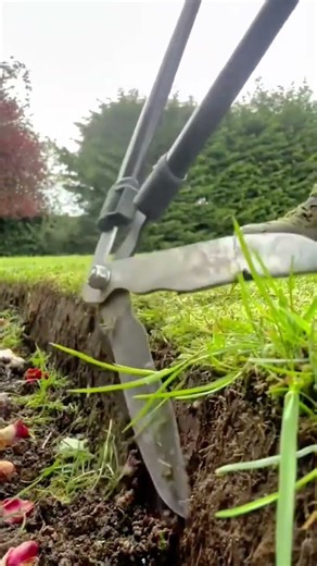 Trimming Garden Grass Edges Manually Using Long Shears Tool for Professional Landscape
