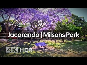 Jacaranda Walk in Milsons Park, McDougall St, Sydney's Most Beautiful Purple Street