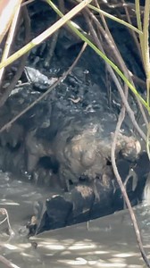 Stumpy is a weapon. 👊🏼🐊 | Wildman Adventures