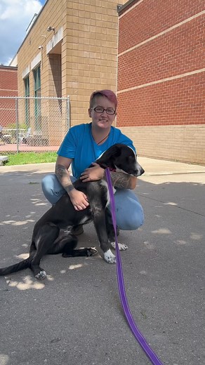 Adopt KEVIN today to help us reach our goal of moving TEN dogs into loving homes this weekend! #dakinhumanesociety #adopt #foster #shelterdog #kevin #westernmass | Dakin Humane Society