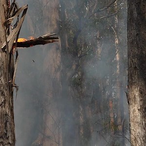 12 reactions |  Unraveling Disturbance Impact on Wildfires  Global...