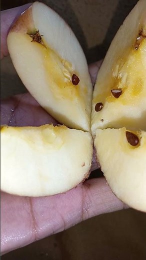 apple #eatingchallenge d10