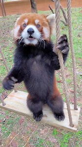 I should be the best swinging panda in the world, right?🥰🥰🥰#fy #fyp #trending #cute #adorable #redpanda #swing | Lily Sepation