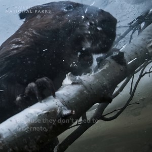 2M views · 46K reactions | As temperatures plummet to -40 degrees, life goes on for Voyageurs’ beaver families 嶺❄️ Below the ice, they can withstand the freezing winter with ease, using oil from their glands and their feet as combs to maintain their thick, waterproof coats. #AmericasNationalParks is now streaming on Disney+. | National Geographic Animals | Facebook