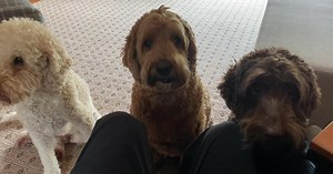 22K views · 2.1K reactions | Good morning! Love you all... CAPE COD Shows this weekend! August 18-19 at Cape Cod Melody Tent in Hyannis! Full tour and tickets here...bmarley.com | Bob Marley Comedy | Facebook