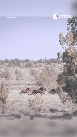 Once again Devil's Garden iconic wild horses face annihilation! The number of wild horses slated for roundup this September is dangerously close to the number of them currently living on the range. Your voice is desperately needed to protect them now! Sign our alert: https://bit.ly/4mVsBUW Please share this post to maximize your impact, and consider making a donation to support our work on this issue https://bit.ly/3HPOkPl Thank you. #DevilsGarden #CA #WildHorses | In Defense of Animals